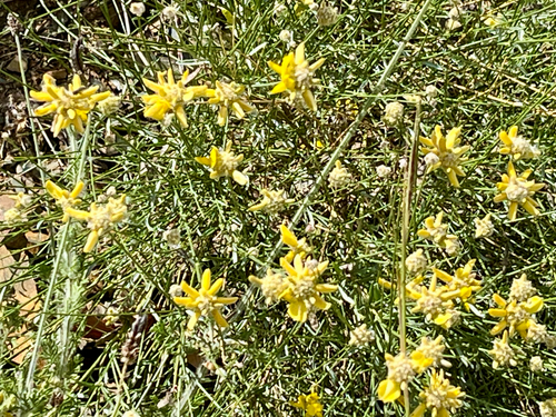 Avistamiento Genista umbellata