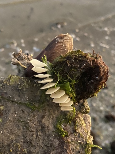 American Crown Conch