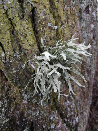 Cartilage Lichen