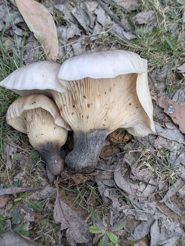 ghost fungus