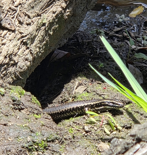 Yellow-bellied Water Skink