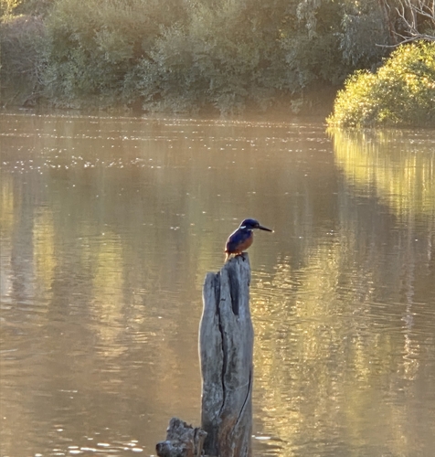 Azure Kingfisher