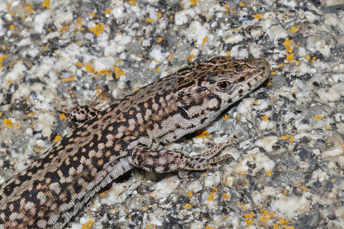 Guadarrama Wall Lizard