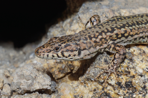 Guadarrama Wall Lizard
