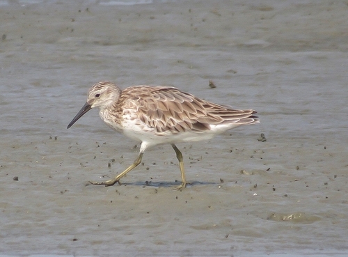 Great Knot