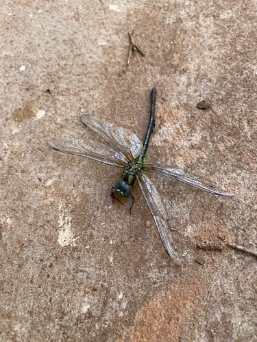 Malachite Darner