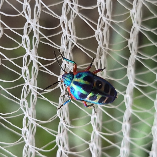 Rainbow Shield Bug