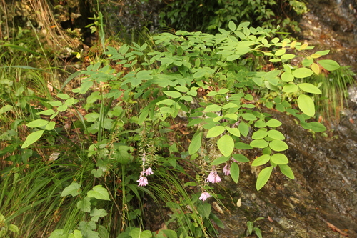 Indigofera fortunei