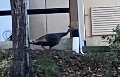 iNaturalist observation photo of Wild Turkey