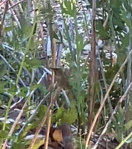 iNaturalist observation photo of Anna's Hummingbird