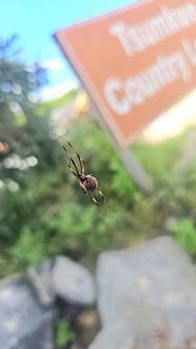Brown Widow