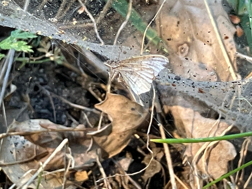 iNaturalist observation photo of Butterflies and Moths