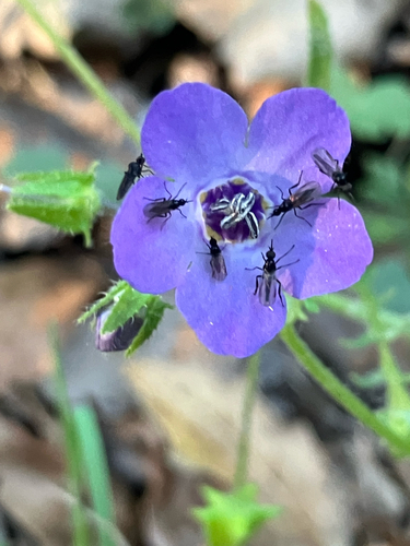 iNaturalist observation photo of Anthalia