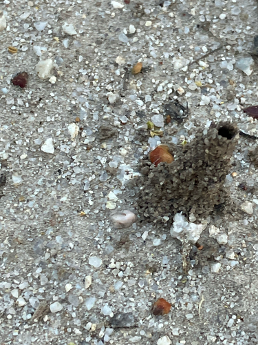 iNaturalist observation photo of Winged and Once-winged Insects