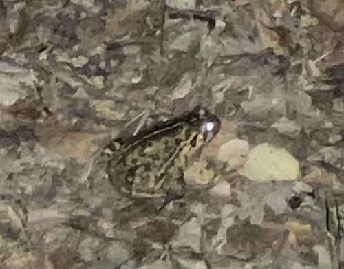 iNaturalist observation photo of Western Toad