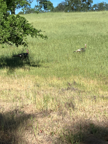 iNaturalist observation photo of Wild Turkey
