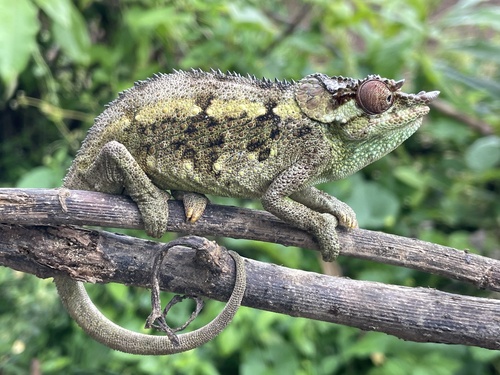 Ngosi Volcano Chameleon