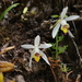 Pleione maculata - Photo (c) Fern Zhang, כל הזכויות שמורות, הועלה על ידי Fern Zhang