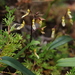Bulbophyllum crabro - Photo (c) Fern Zhang, כל הזכויות שמורות, הועלה על ידי Fern Zhang