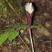 Arisaema bockii - Photo (c) HUANG QIN, all rights reserved, uploaded by HUANG QIN