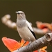 White-shouldered Starling - Photo (c) Oscar Ho, all rights reserved, uploaded by Oscar Ho