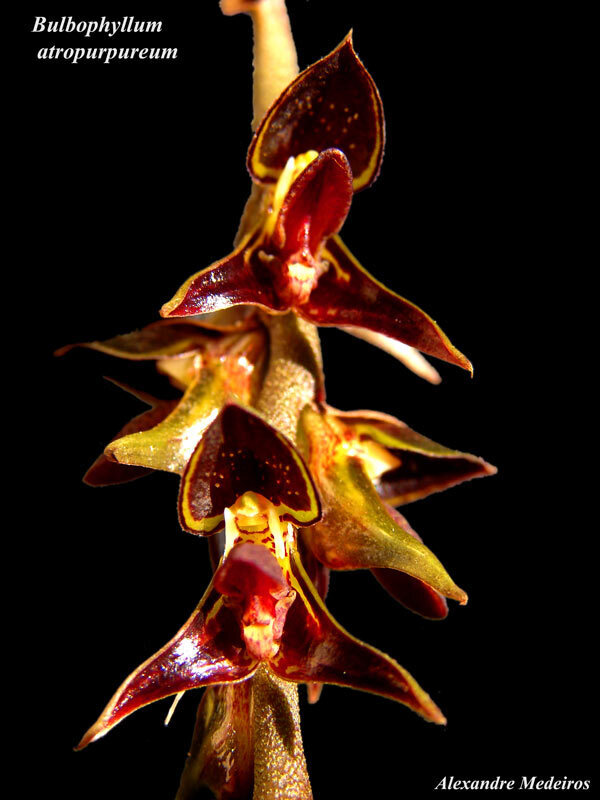 Bulbophyllum atropurpureum (Bulbophyllum atropurpureum)