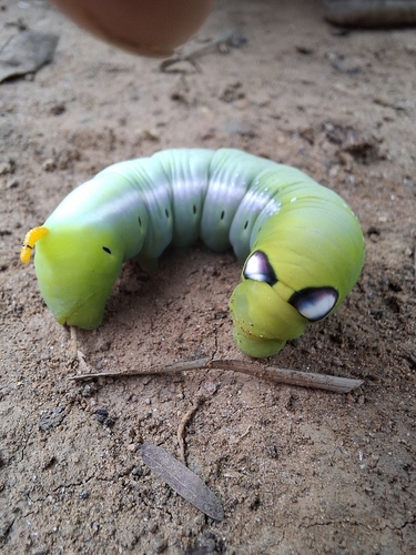 Oleander Hawkmoth