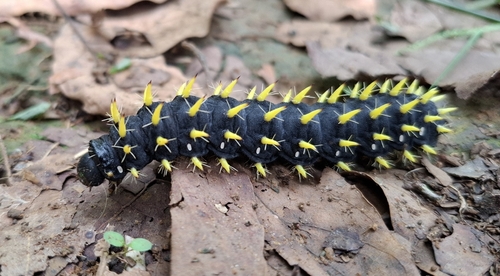 Nudaurelia petiveri