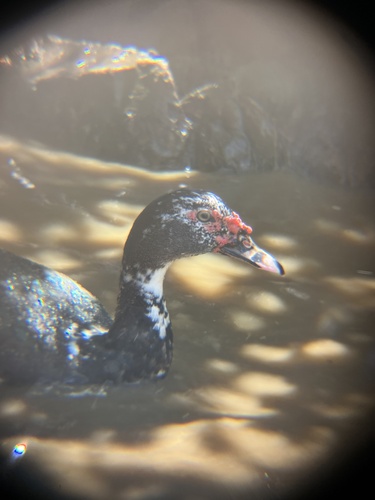 Domestic Muscovy Duck