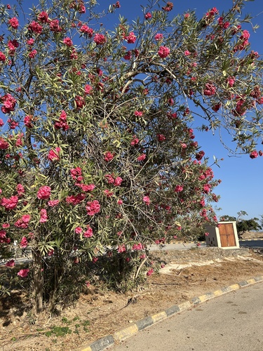 oleander