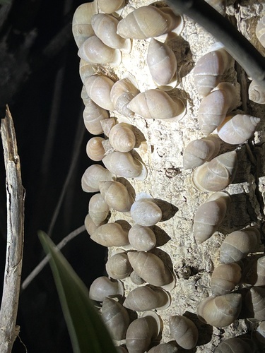Euryptyxis latireflexa