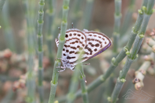 Common Tiger Blue
