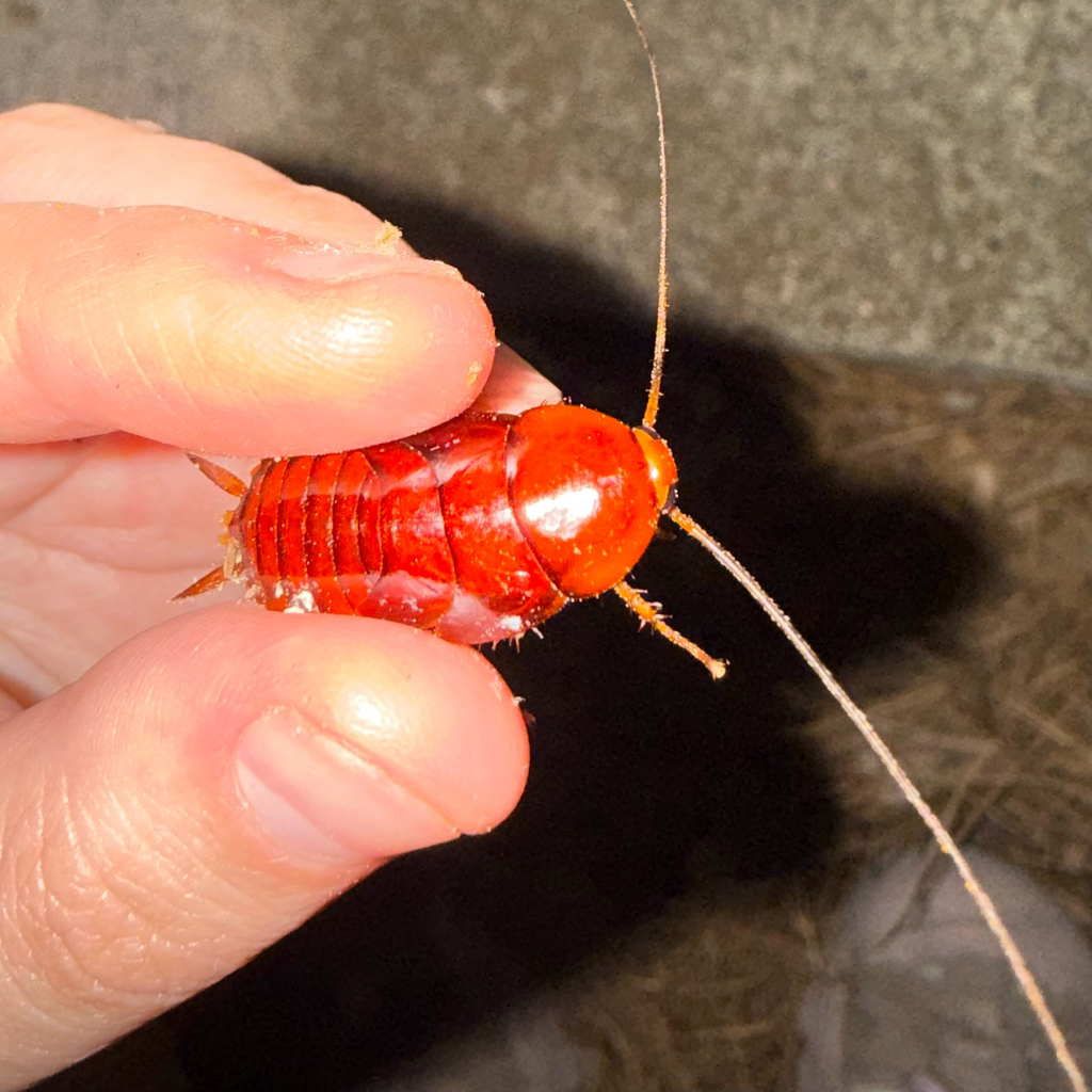 Smokybrown Cockroach from PR-40, Huntsville, TX, US on March 29, 2026 ...