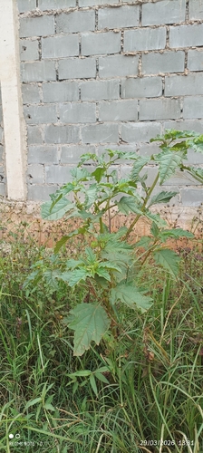 apple-of-Peru