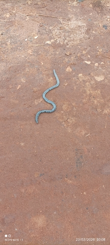 Zambezi Blind Snake