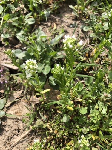 field penny-cress