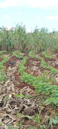 Pied Crow
