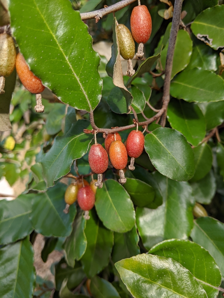 Elaeagnus pungens