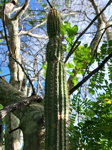 Brasilicereus phaeacanthus
