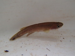 Image of Cynodonichthys brunneus