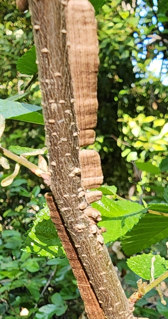 Hackberry Columnar Stem Gall Midge from Arbor Vista, Plano, TX 75093 ...