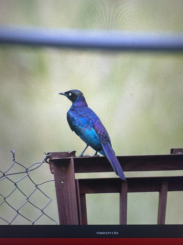 Rüppell's Starling