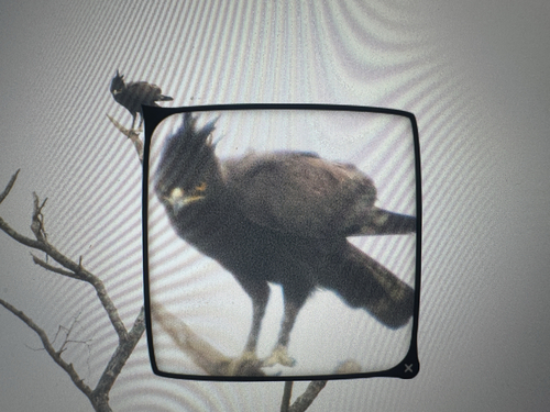Long-crested Eagle