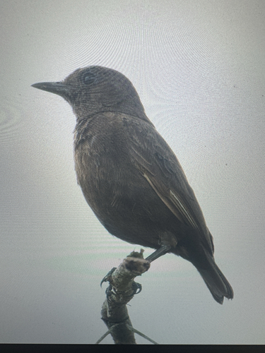 Sooty Chat
