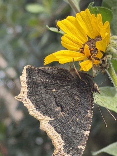 iNaturalist observation photo of Mourning Cloak