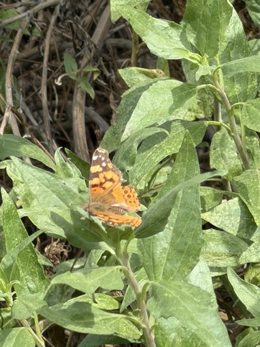 iNaturalist observation photo of West Coast Lady