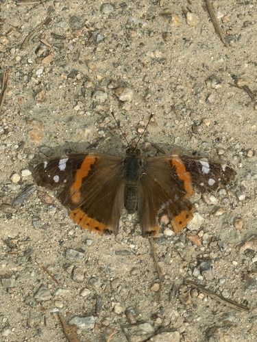 iNaturalist observation photo of Red Admiral
