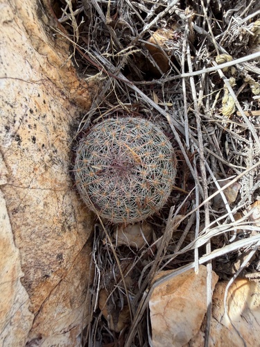 Escobaria tuberculosa varicolor