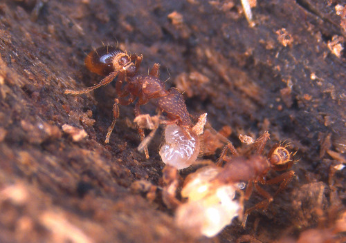 Strumigenys alberti