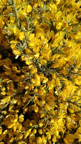 Avistamiento Ulex parviflorus